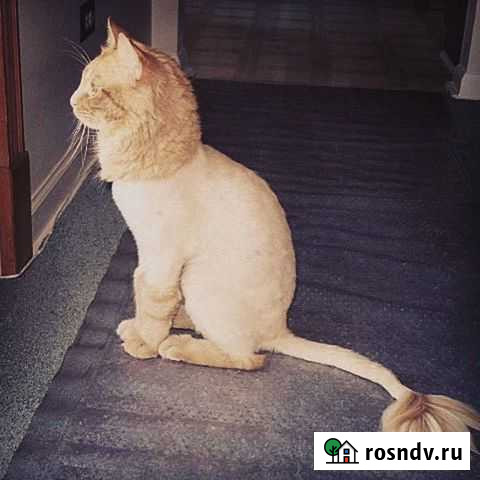 Стрижка котов и кошек Нижний Новгород - изображение 1