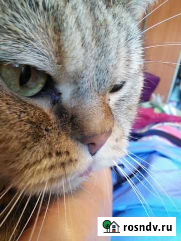 Вызов ветеринарного врача на дом Киров - изображение 1