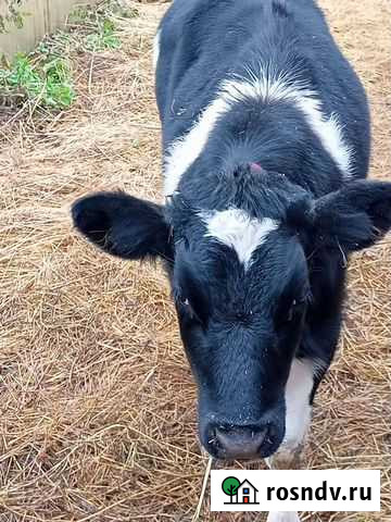 Теленок Мариинский Посад - изображение 1