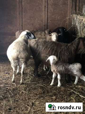 Гиссарские матки Краснодар - изображение 1