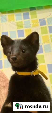Щенки соболя домашнего баргузинского ручного Москва - изображение 1