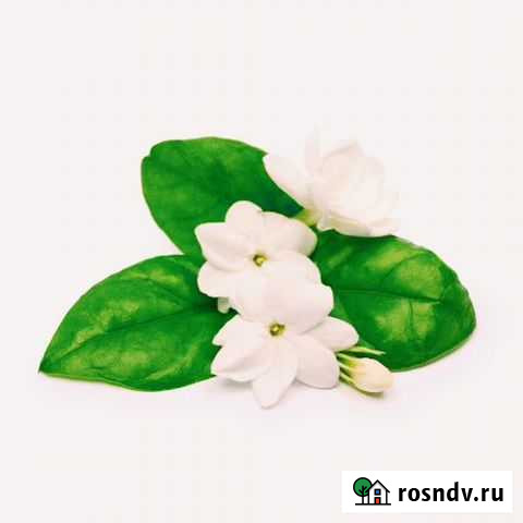 Эфирное масло жасмина Смоленск - изображение 1