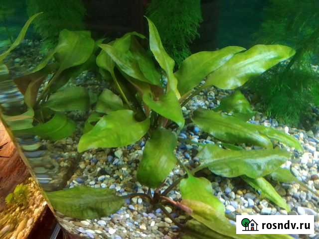Аквариумные растения Благовещенск - изображение 1