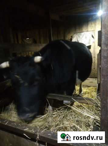 Продаю корову Борское - изображение 1