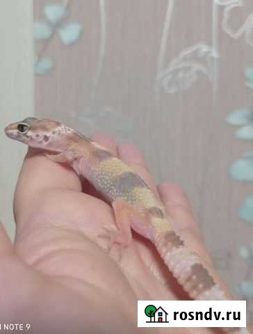 Эублефар геккон ящерица Курск - изображение 1