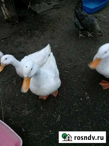 Селезень Пекинский Ковров - изображение 1