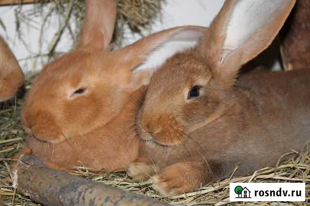 Гигантские кролики породы Фландр 3-х месячные Новосибирск - изображение 1