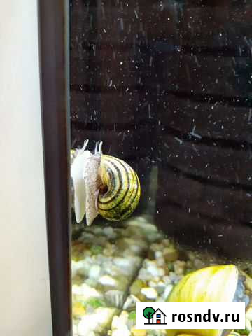 Улитки аквариумные Москва - изображение 1