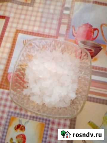 Индийский морской рис (гриб), тибетский молочный г Новосибирск - изображение 1