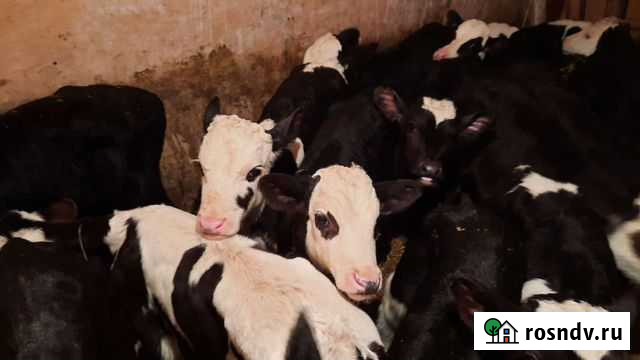 Бычки на доращивание и телки Кузоватово - изображение 1