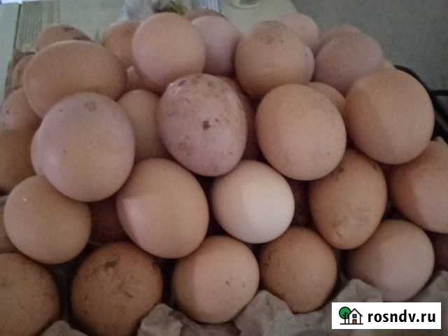 Яйцо Белогорск - изображение 1