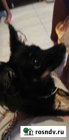 Передержка кошек и собак маленьких пород Волгоград - изображение 1