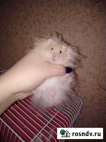 Ангорские хомяки Стерлитамак - изображение 1