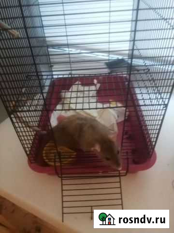 Крыса с клеткой Серов - изображение 1