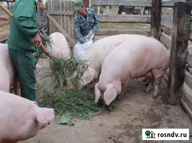 Домашняя свинина Ухолово - изображение 1