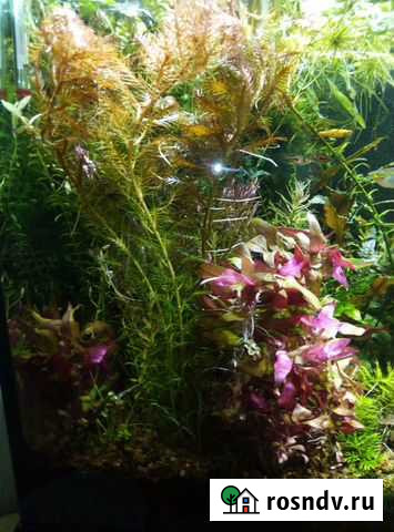 Продам аквариумные растения Губкин - изображение 1