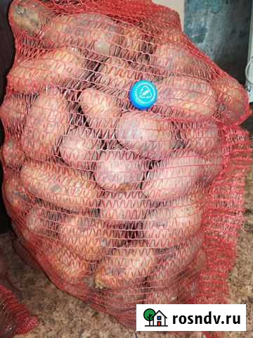 Картофель Железногорск - изображение 1