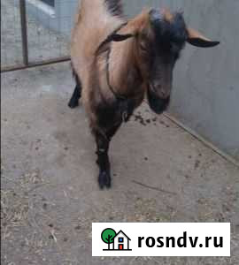 Козёл комолый готов для обхаживания Суземка - изображение 1