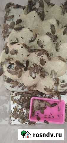 Тараканы и пауки Уфа - изображение 1