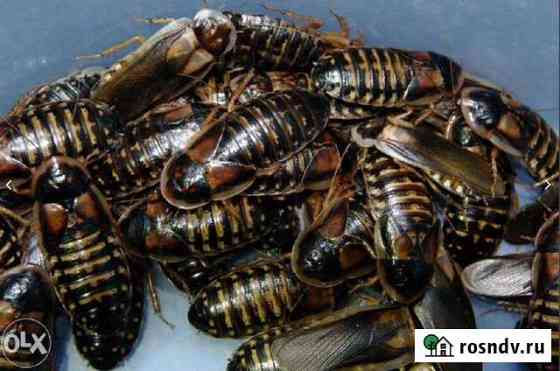 Аргентинский таракан (Blaptica dubia) Самара