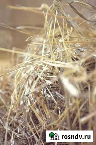 Сено и овес для декоративных животных Кинель - изображение 1