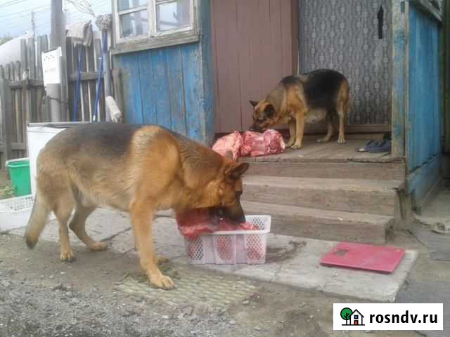 Предложение по вязке немецкой овч Курган - изображение 1