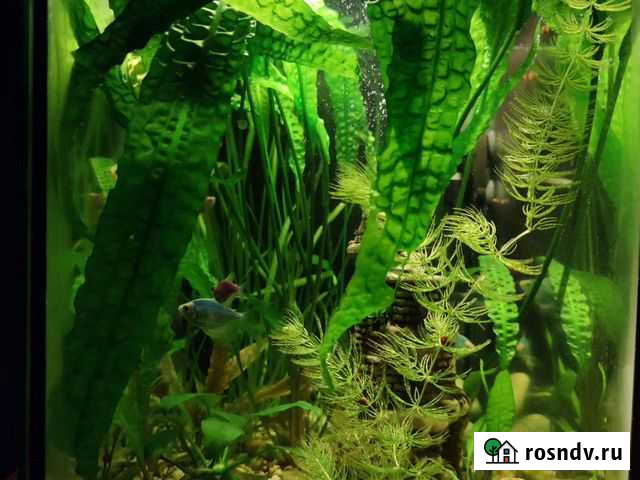 Аквариумное растение Протвино - изображение 1