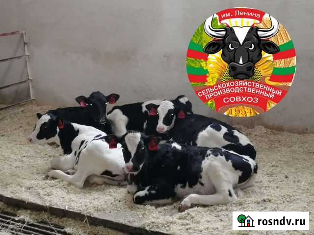 Бычки Телята на откорм Калининск - изображение 1