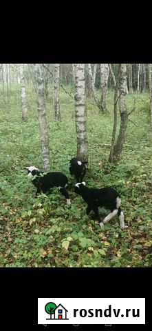 Продажа баранов Киржач - изображение 1