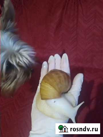 Улитка Ахатина Калининград - изображение 1