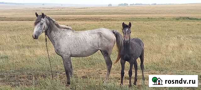 Кобыла с жеребенком Кизильское - изображение 1