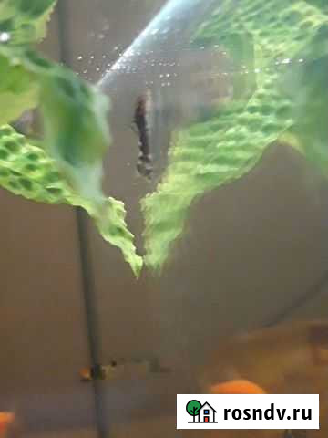 Сомики анцитрусы Тамбов - изображение 1