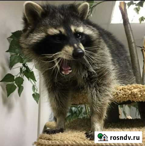 Енот Челябинск - изображение 1