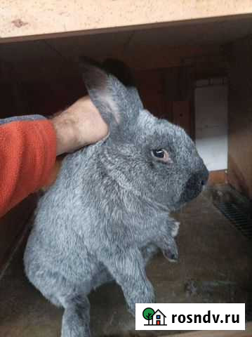 Крол Серебро Красноярск - изображение 1