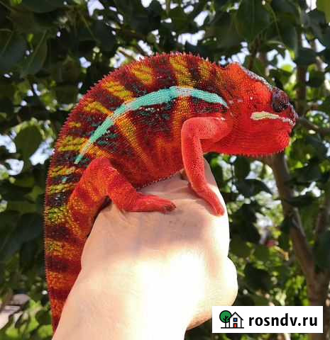 Пантеровые хамелеоны, малыши и подростки 2-4 мес Москва - изображение 1