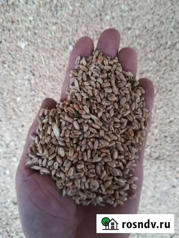 Зерно Вольск - изображение 1