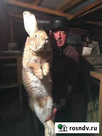 Кролики великаны мясной породы ризен Полтавская - изображение 1