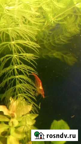 Креветки-вишни и верхоплавка Вольск - изображение 1