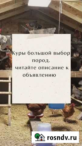 Куры/Доминанты/Хайсек/Ломан Браун Коломна - изображение 1