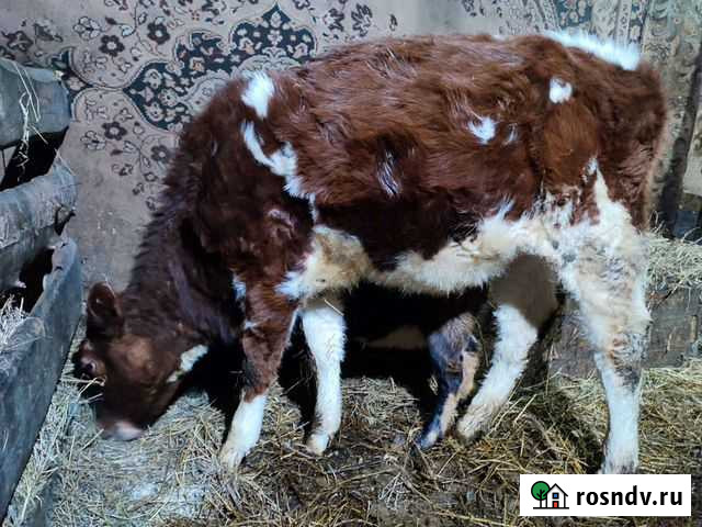 Телка Белово - изображение 1