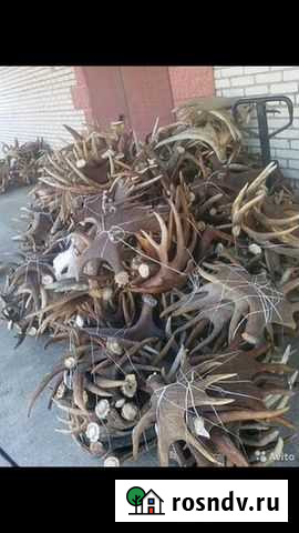 Рога лося и оленя Балашов - изображение 1