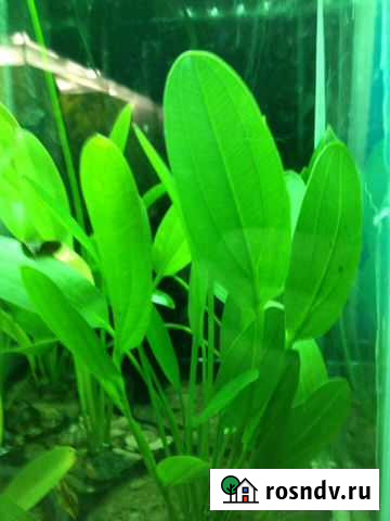 Эхинодорусы Белебей - изображение 1