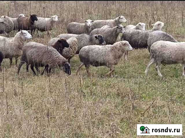 Овцы Сухиничи - изображение 1