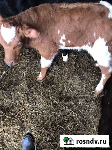 Телята, бычки от частной фермы Строитель - изображение 1