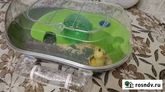 Хомяк с клеткой Волгодонск - изображение 1