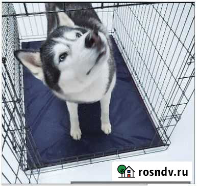 Клетки для собак в Магнитогорске Магнитогорск - изображение 1