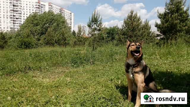 Передержка собак Москва - изображение 1