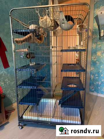 Клетка Чайковский - изображение 1