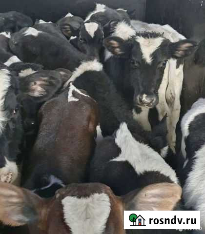 Бычки телята телочки Ртищево - изображение 1