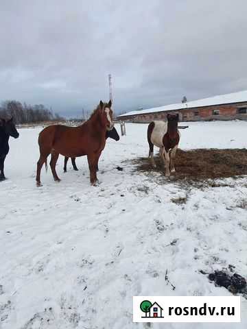 Лошадь Асино - изображение 1